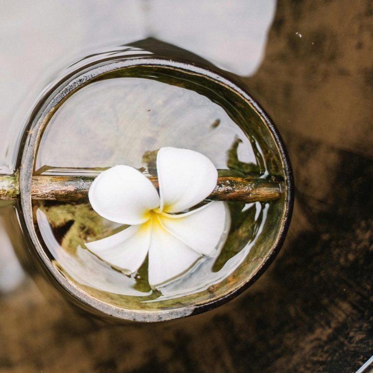 Fleur blanche flottant dans l'eau claire, entourée de feuilles et d'une brindille.